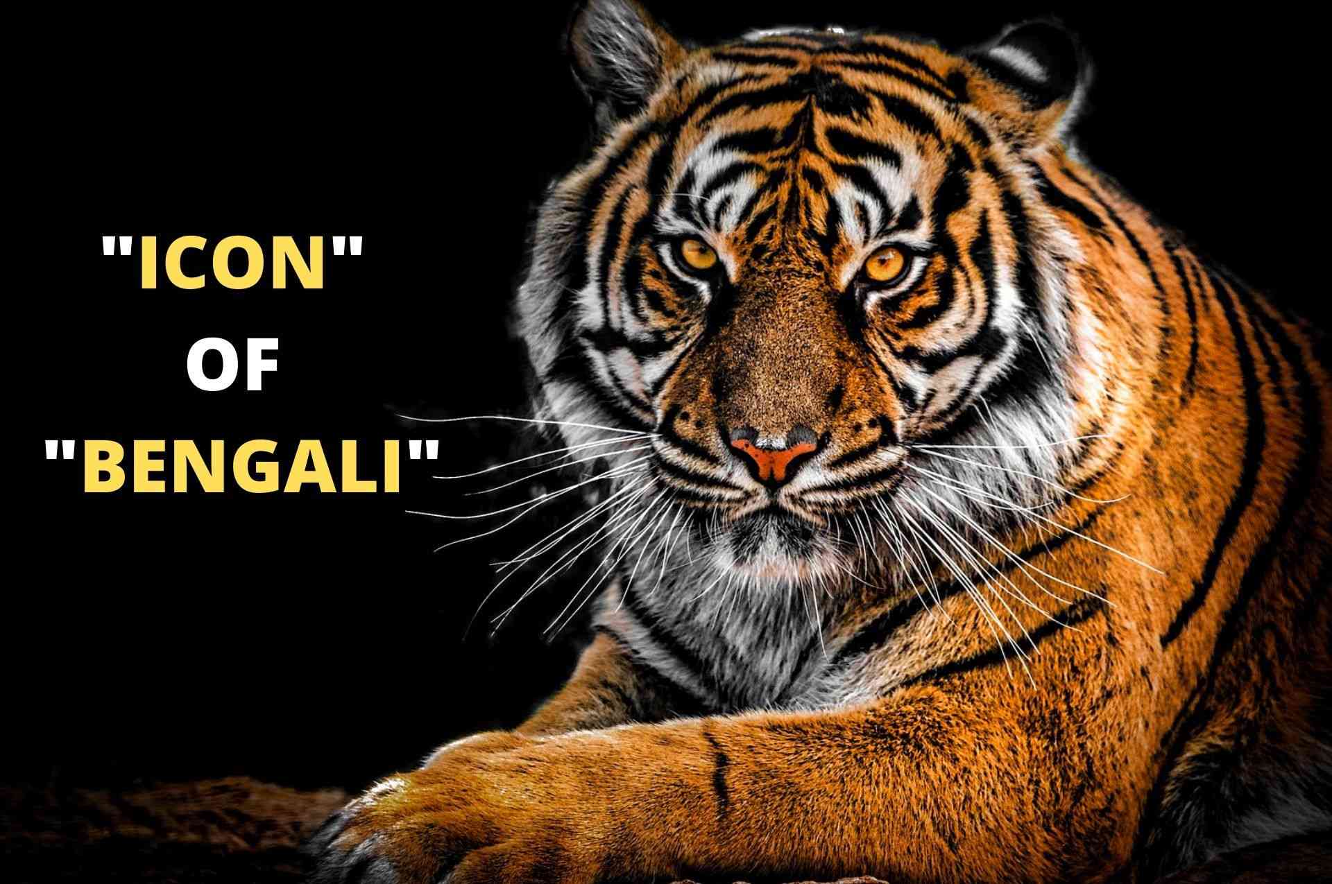 Royal Bengal Tiger: The Icon of Bengali