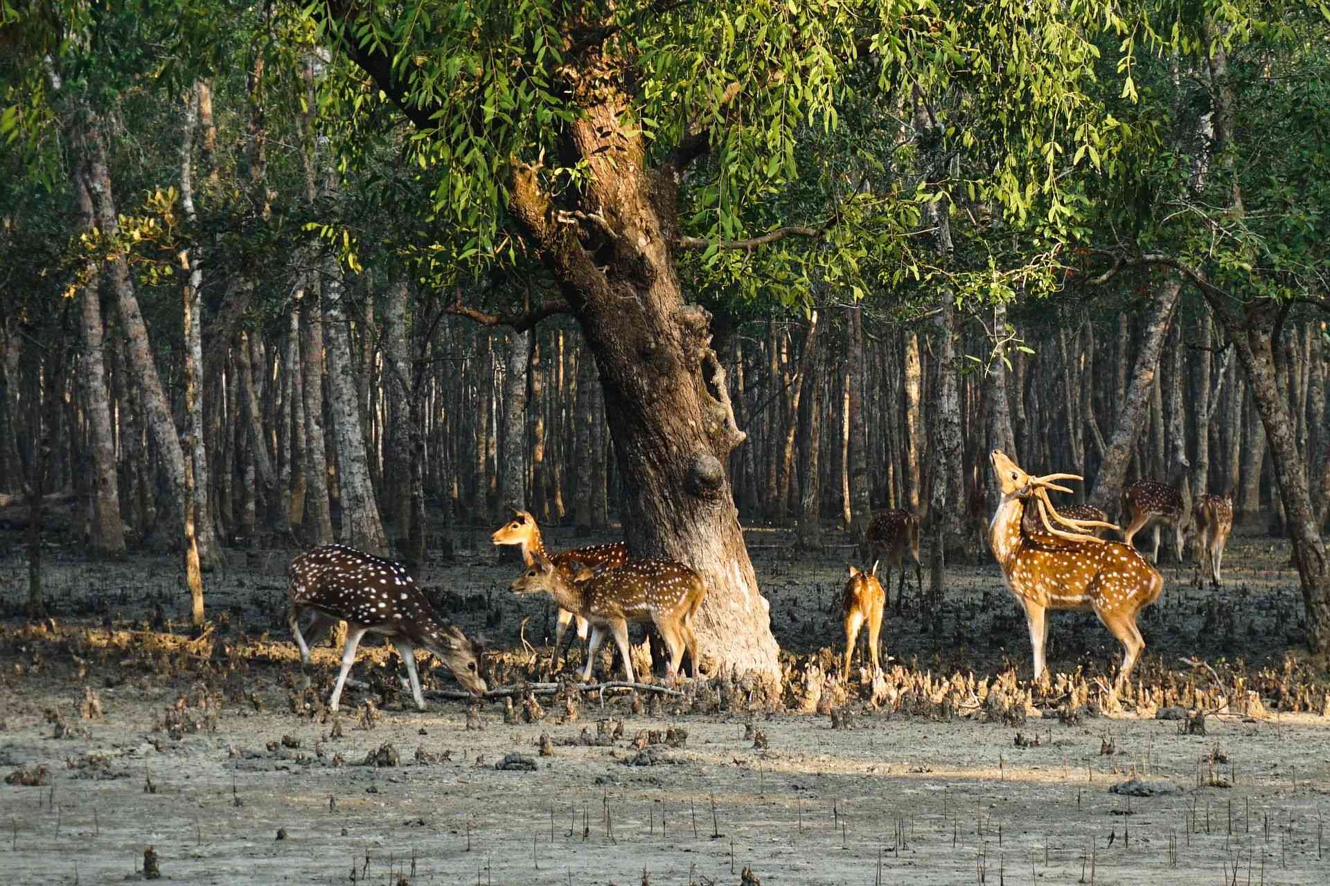 Sundarbans: The Worlds Largest Mangrove Forest