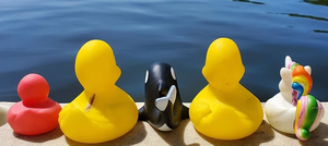 Dream, Debut, Debacle & The Duck