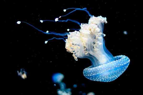 Living Light: The Science of Bioluminescence