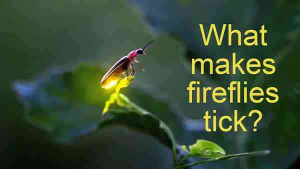 What Makes Fireflies Tick?