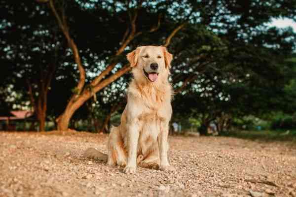 Top 5 Reasons to Adopt a Golden Retriever as a Family Pet