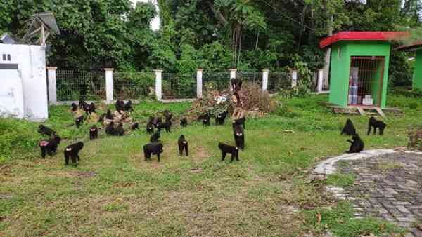 SUSTAINABILITY OF TANGKOKO NATIONAL PARK IN NORTH SULAWESI OF INDONESIA